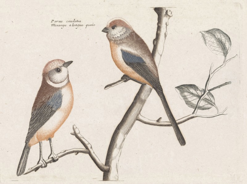 tailed tits, Anonymous, Johan Teyler, 1688 - 1698