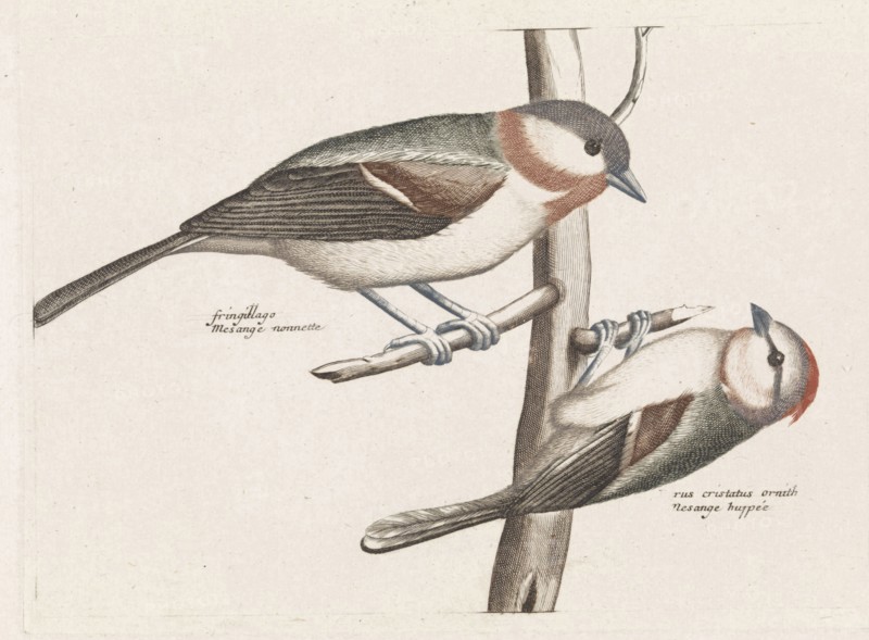 Marsh Tit and Crested Tit, Anonymous, Johan Teyler, 1688 - 1698