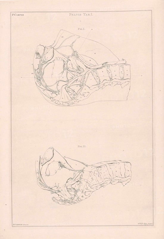 Anatomy of the pelvis, with numbers, Jacob van der Schley, 1762