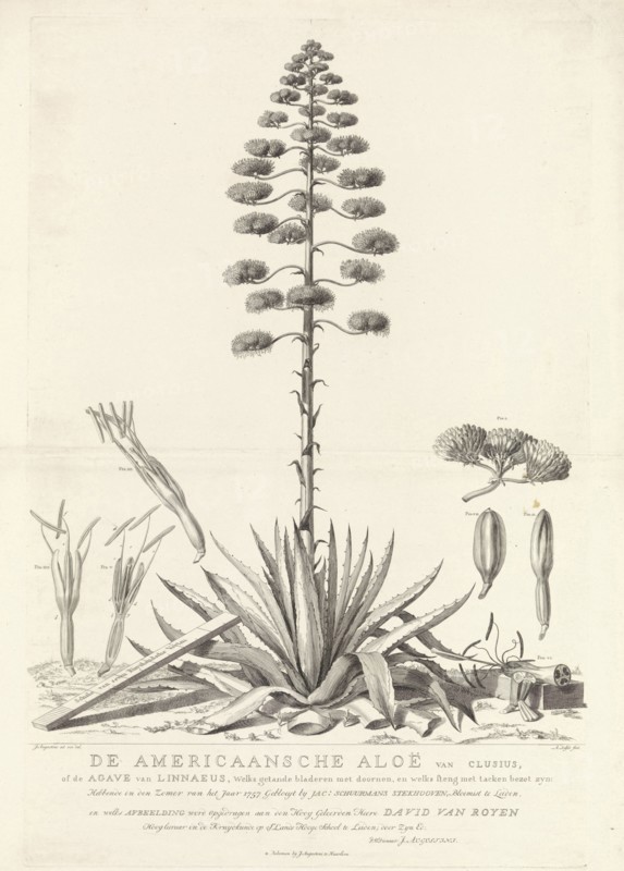 Botanical drawing of blooming agave plant, Agavoideae, Abraham Delfos, Jacobus Luberti Augustini, David van Royen, 1757
