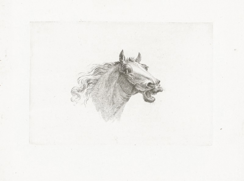 Horse head with open mouth, right, Joannes Bemme, Gerrit Malleyn, c. 1800 - in or before 1841