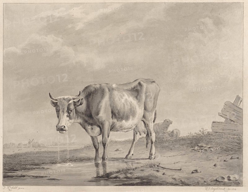 Drinking cow at the water, Diederik Jan Singendonck, 1814
