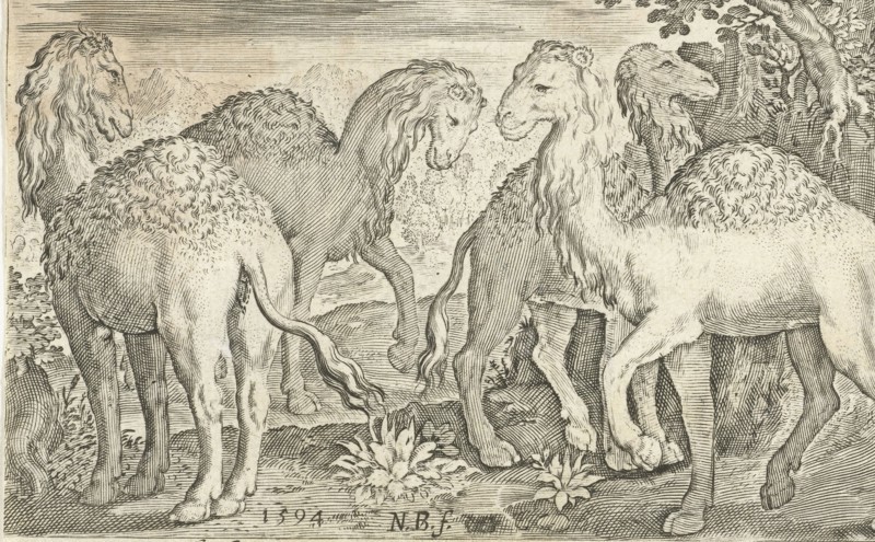 Four humpbacks, Nicolaes de Bruyn, 1594