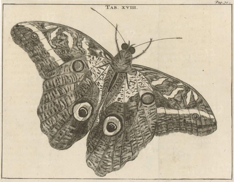 Surinamese giant butterfly XVIII, Jan Luyken, Jan Claesz ten Hoorn, 1680