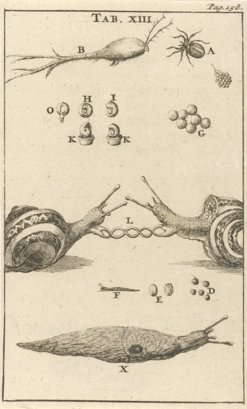 Snails XIII, Jan Luyken, Jan Claesz ten Hoorn, 1680