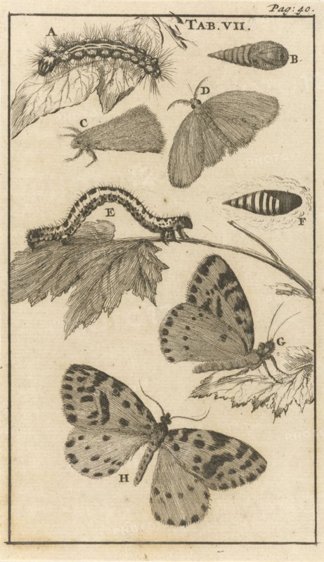 Caterpillars, dolls and butterflies VII, Jan Luyken, Jan Claesz ten Hoorn, 1680