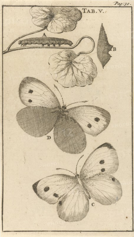 Caterpillars, dolls and butterflies V, Jan Luyken, Jan Claesz ten Hoorn, 1680