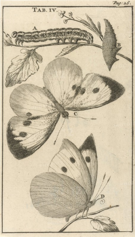 Caterpillars, dolls and butterflies IV, Jan Luyken, Jan Claesz ten Hoorn, 1680