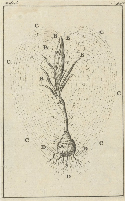 The growth of a crocus, print maker: Jan Luyken, Jan Claesz ten Hoorn, Dating 1684