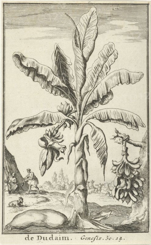 Tree with mandrakes, Jan Luyken, Willem Goeree, 1683