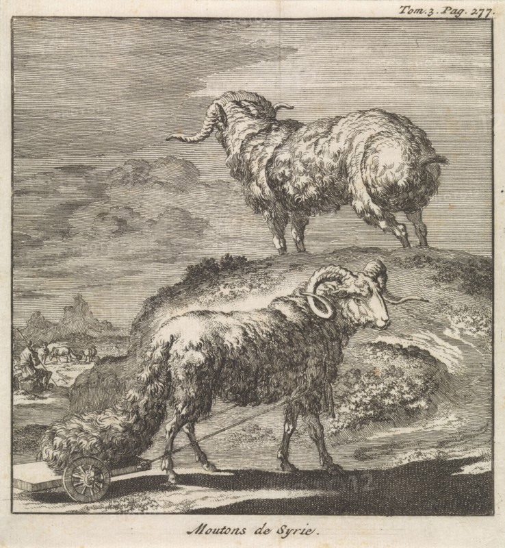 Syrian sheep or ram, Jan Luyken, Pieter Mortier, 1705
