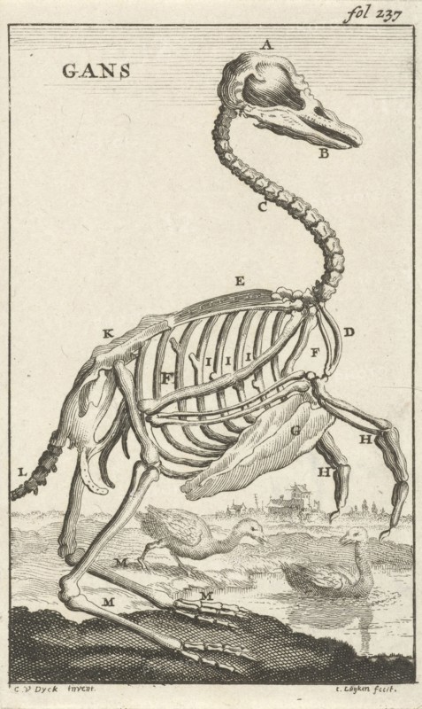 Skeleton of a goose, Jan Luyken, Jan Claesz ten Hoorn, 1680