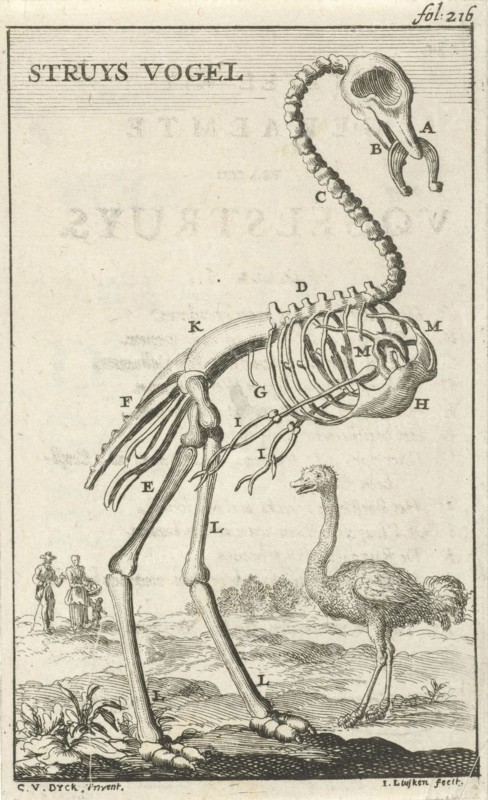 Skeleton of an ostrich, Jan Luyken, Jan Claesz ten Hoorn, 1680
