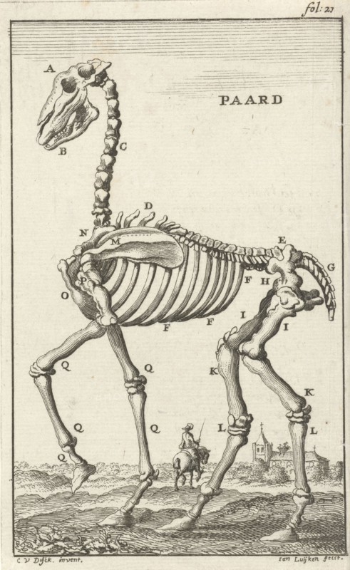 Skeleton of a horse, Jan Luyken, Jan Claesz ten Hoorn, 1680