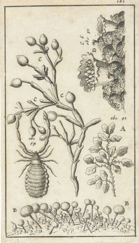 Anatomical image XVI, Jan Luyken, Jan Claesz ten Hoorn, 1680 - 1688