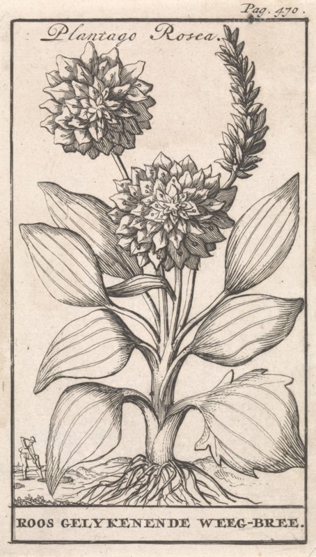 Plantain, Caspar Luyken, Jan Claesz ten Hoorn, 1698