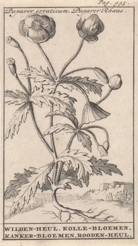 Poppy, Caspar Luyken, Jan Claesz ten Hoorn, 1698