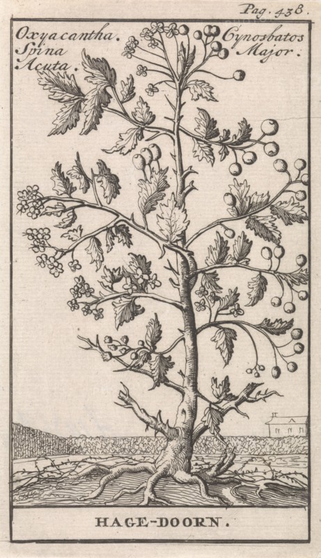 Haw, Caspar Luyken, Jan Claesz ten Hoorn, 1698