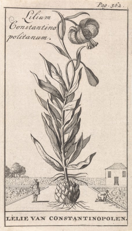 Lily of Constantinople, Caspar Luyken, Jan Claesz ten Hoorn, 1698