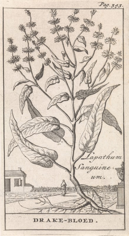 Plant, Caspar Luyken, Jan Claesz ten Hoorn, 1698