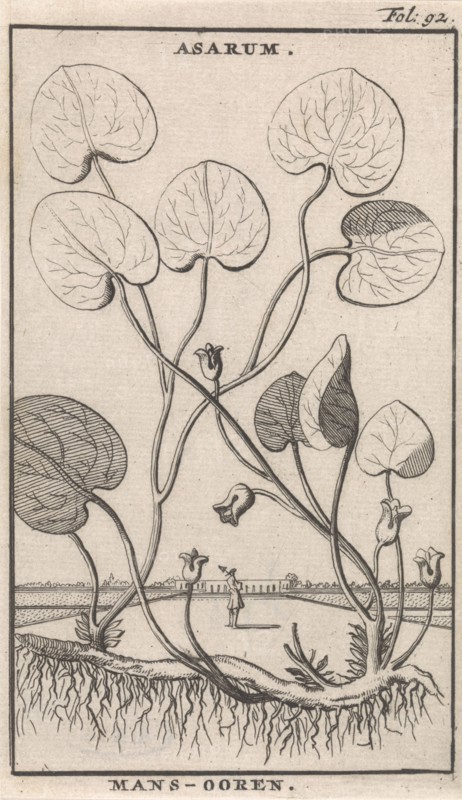 Mansoor, Caspar Luyken, Jan Claesz ten Hoorn, 1698