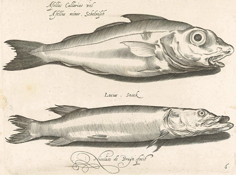 Haddock and pike, Nicolaes de Bruyn, 1581 - 1656