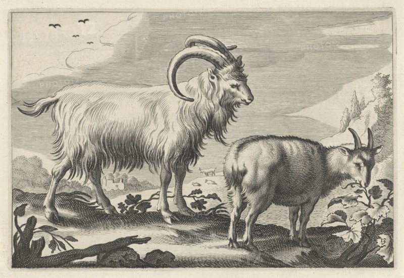 Hilly landscape with two goats, print maker: Reinier van Persijn, Jacob Gerritsz Cuyp, Nicolaes Visscher I, 1641
