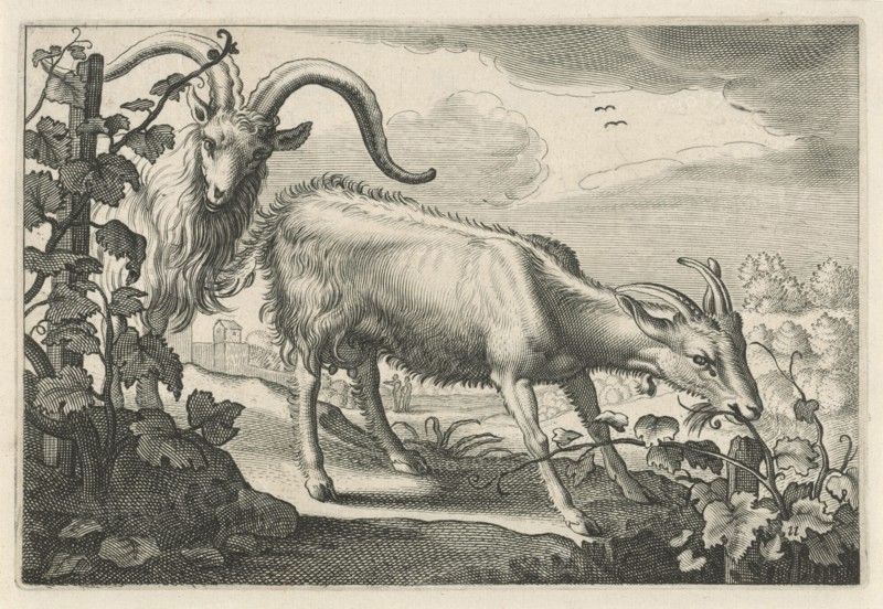 Two goats in a vineyard, print maker: Reinier van Persijn, Jacob Gerritsz Cuyp, Nicolaes Visscher I, 1641