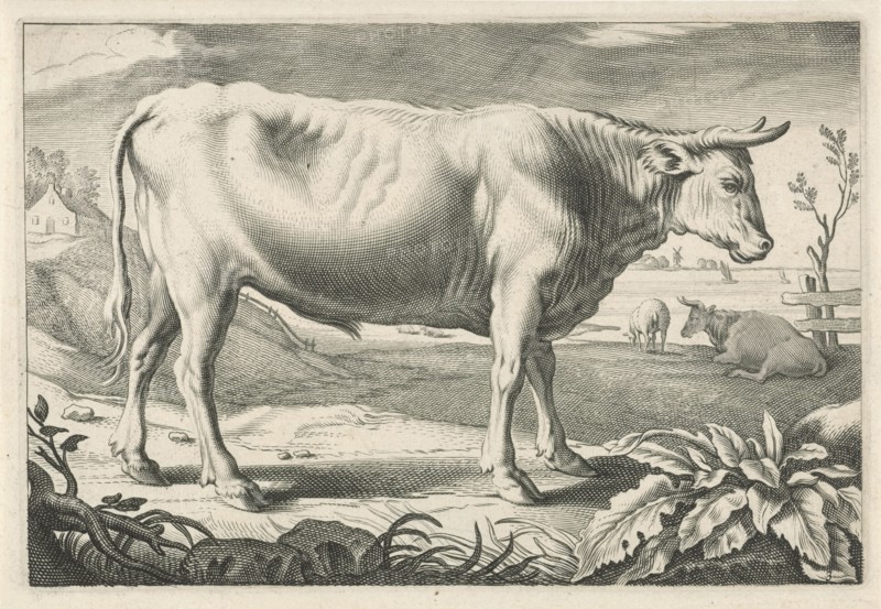 Pasture with an ox, Reinier van Persijn, Jacob Gerritsz Cuyp, Nicolaes Visscher (I), 1641
