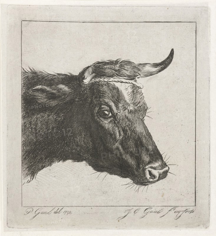 Head of a cow with rope around the horns, Jacobus Cornelis Gaal, 1854