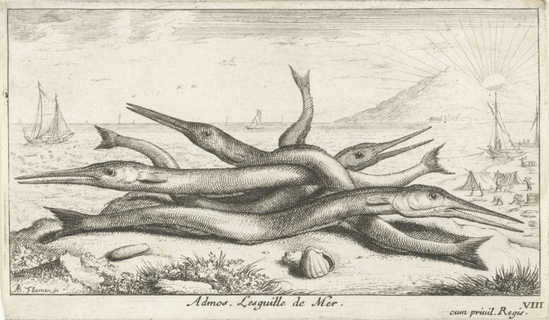 Needlefish, Belonidae on the beach, Albert Flamen, Jacques van Merlen, Lodewijk XIV koning van Frankrijk, 1664