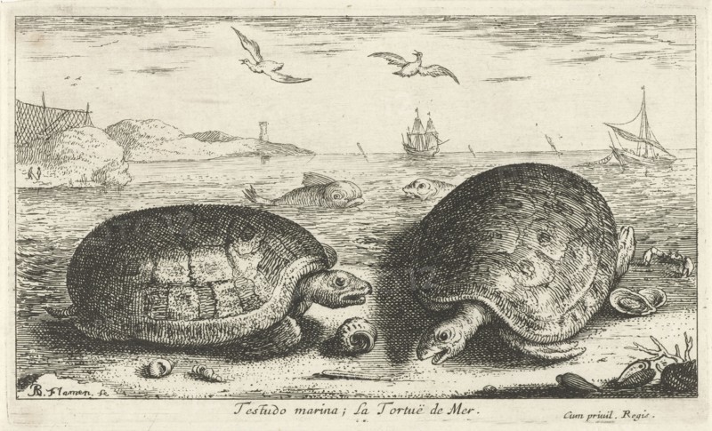 Two turtles on the beach, Albert Flamen, 1664