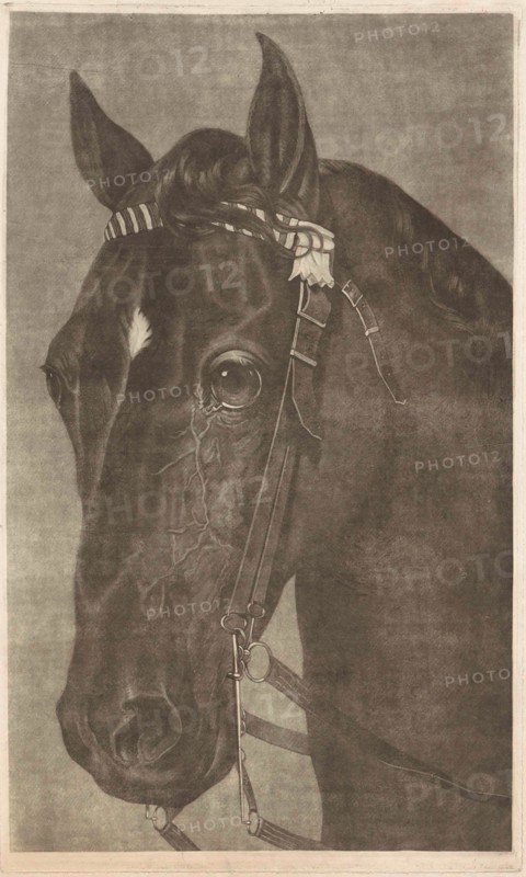 Head of a horse with a bridle, James Newman Hodges, Guy Head, 1796 - 1821