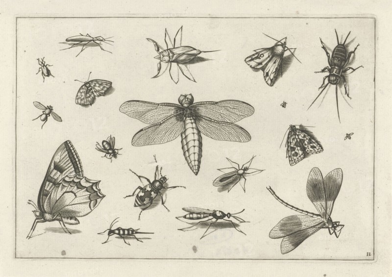 Insects, Jacob Hoefnagel, Joris Hoefnagel, Claes Jansz. Visscher (II), 1630