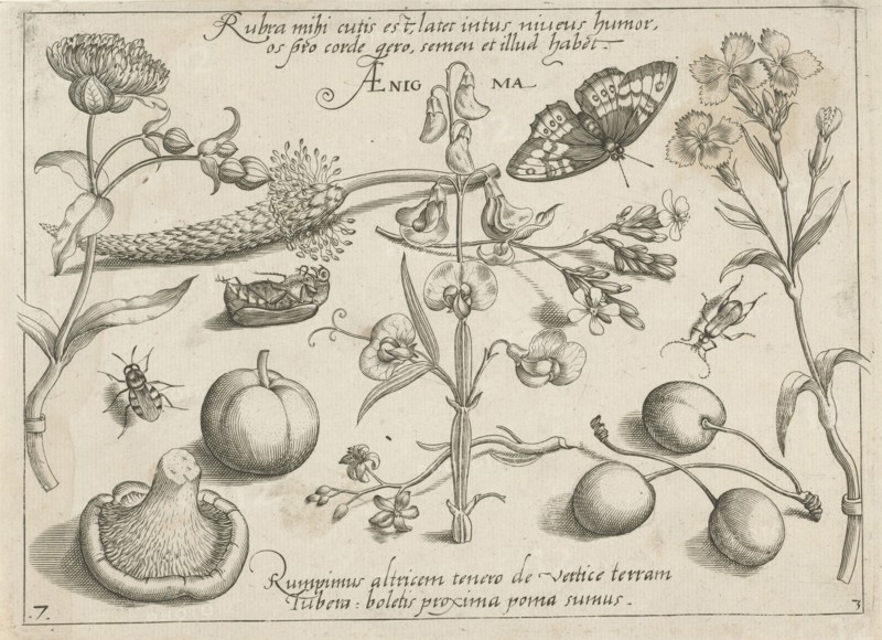 Insects, plants and fruits around a sweet pea, print maker: Jacob Hoefnagel, Joris Hoefnagel, Christoph Weigel possibly, 1592 and/or 1693 - 1726