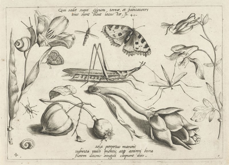 Animals and plants around a grasshopper and a artishock, Jacob Hoefnagel, Joris Hoefnagel, 1592