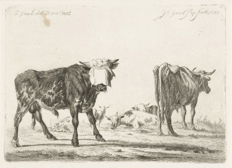 Blindfolded bull to herd cattle, Jacobus Cornelis Gaal, 1852