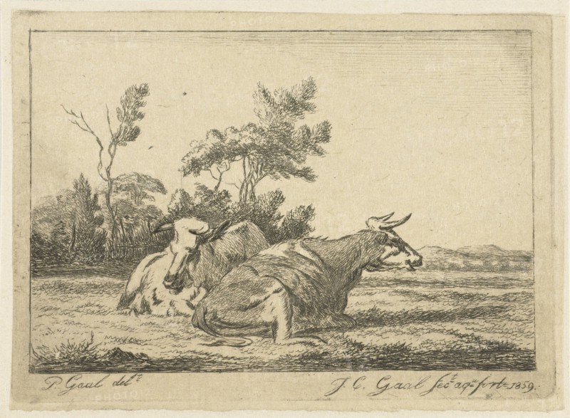 Two white cows lying in front of a group of trees, Jacobus Cornelis Gaal, 1859