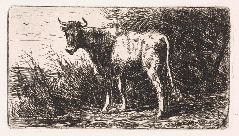 Cow on the bank of a river, Jan Vrolijk, 1860 - 1894