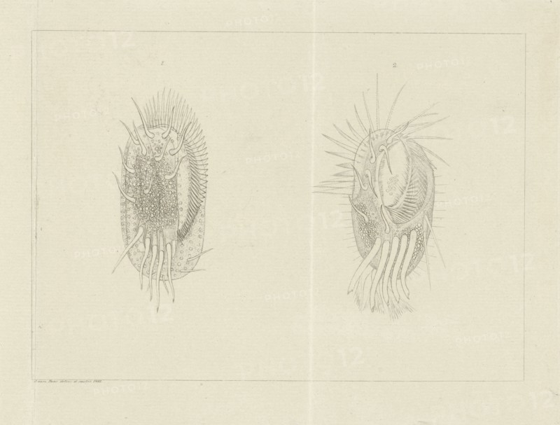 Two infusoria, Jacob Rees, 1881