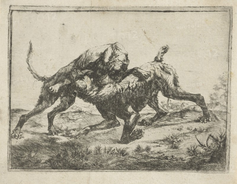 Fighting dogs, Pauwels van Hillegaert, 1606-1658