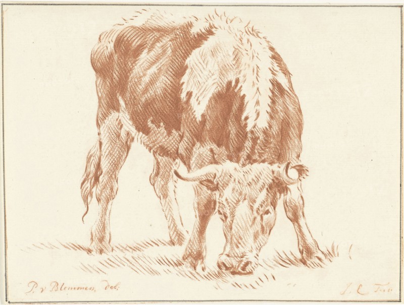 Grazing ox from the front, print maker: Jurriaan Cootwijck (mentioned on object), Dating 1724 - 1798