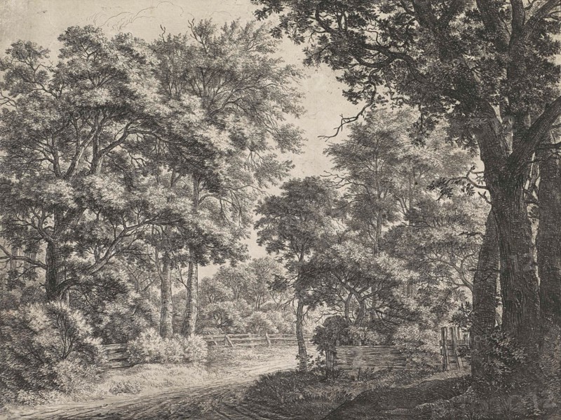 Large trees on either side of a path, Anthonie Waterloo, 1630 - 1663