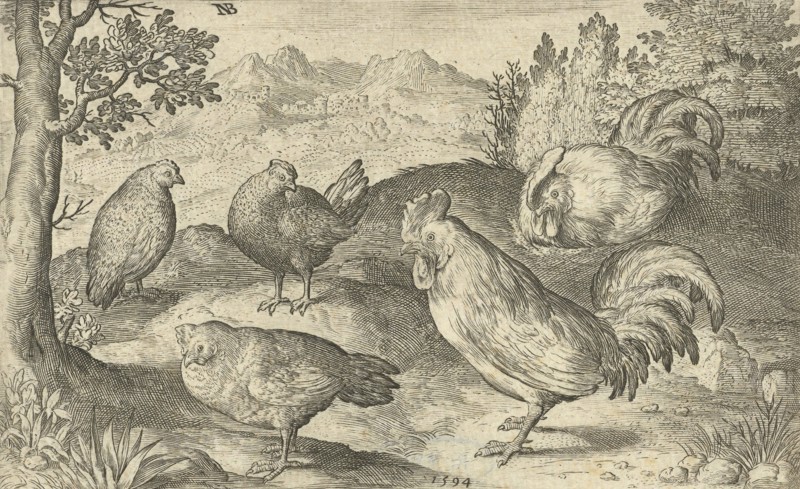 Three hens and two roosters, Nicolaes de Bruyn, 1594