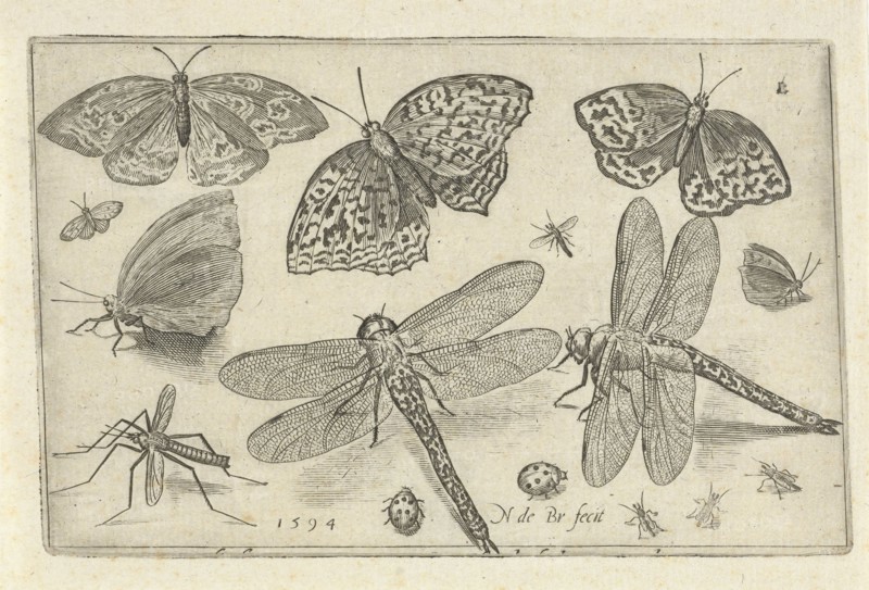 Butterflies and dragonflies, Nicolaes de Bruyn, 1594