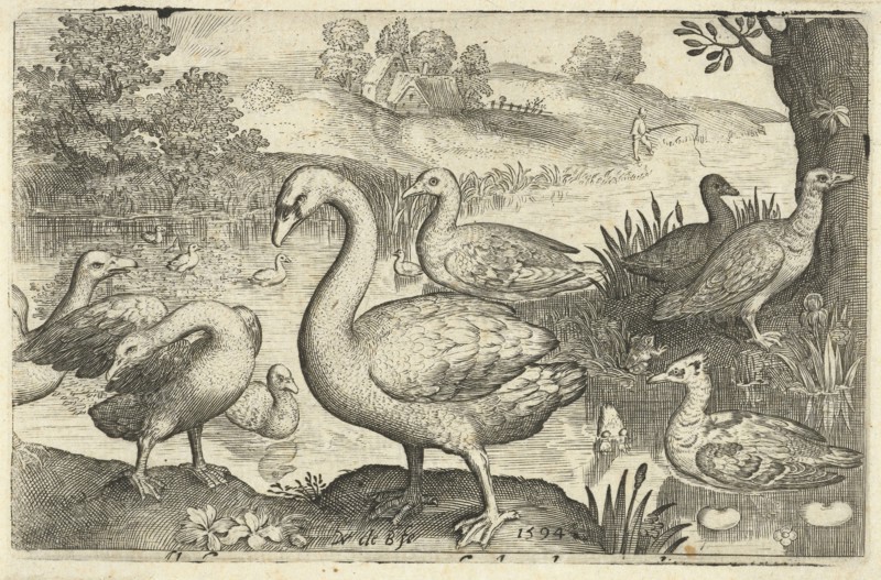 Swan and geese and ducks near the water, print maker: Nicolaes de Bruyn, Nicolaes de Bruyn, Francoys van Beusekom, 1594