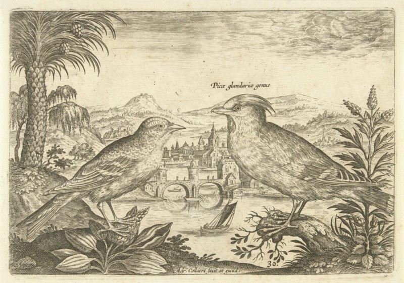 Two birds in a landscape, Adriaen Collaert, 1598 - 1602