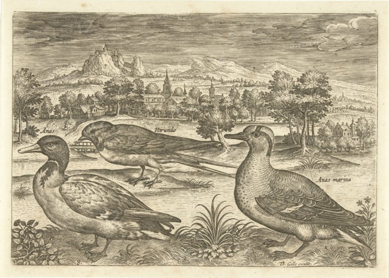 Some birds in a landscape, Adriaen Collaert, 1598-1618