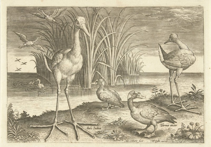 Some waterfowl on a shore, Adriaen Collaert, 1598 - 1618