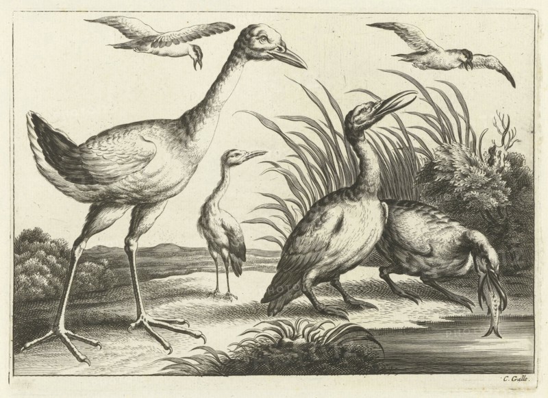 Waterfowl, print maker: Pieter van Lisebetten, Wenceslaus Hollar, Francis Barlow, 1654 - 1678